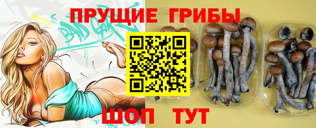 Псилоцибиновые грибы Psilocybine cubensis Гусев